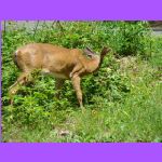 Deer Eating Blooms.jpg